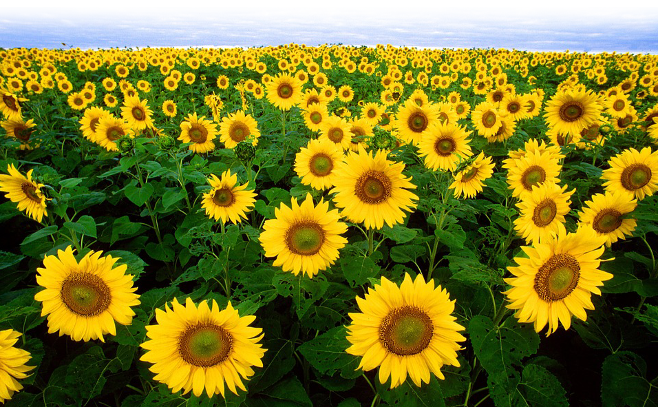 sunflower-11574_960_720