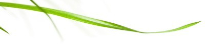 erba